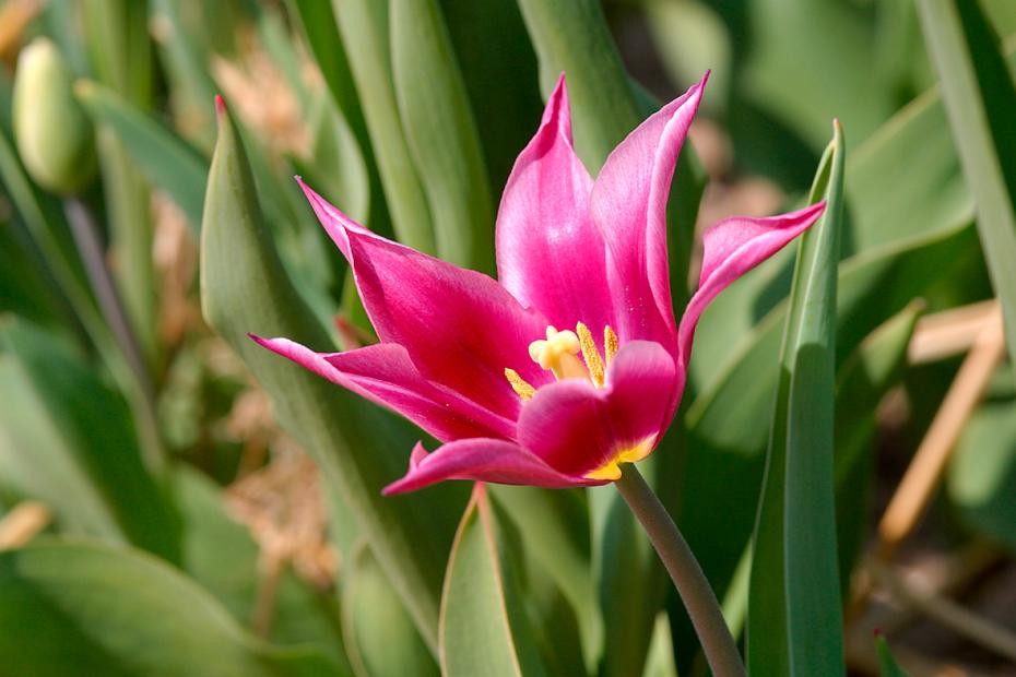 Blume blüht